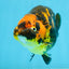 Tiger Chinese Ranchu Female 4.5-5 inches #101025RC_13
