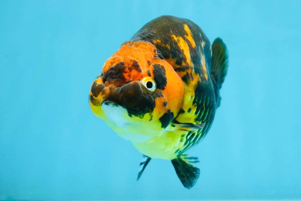 Tiger Chinese Ranchu Female 4.5-5 inches #101025RC_13