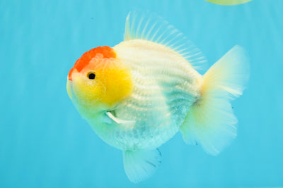 CHUBBY AAA Grade Tancho Red White Yuanbao Male 5-5.5 inches #031326YB_18