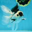 A Grade Panda Button Eyes Oranda Male 5 inches #010325OR_11