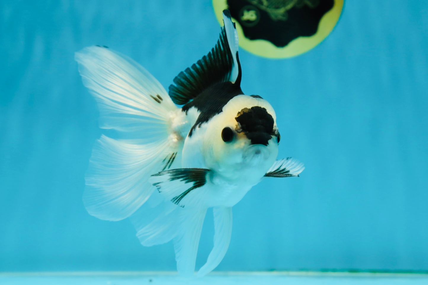 A Grade Panda Button Eyes Oranda Male 5 inches #010325OR_11