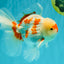 AAA Grade Red White Oranda Male 5.5-6 inches #072426OR_10