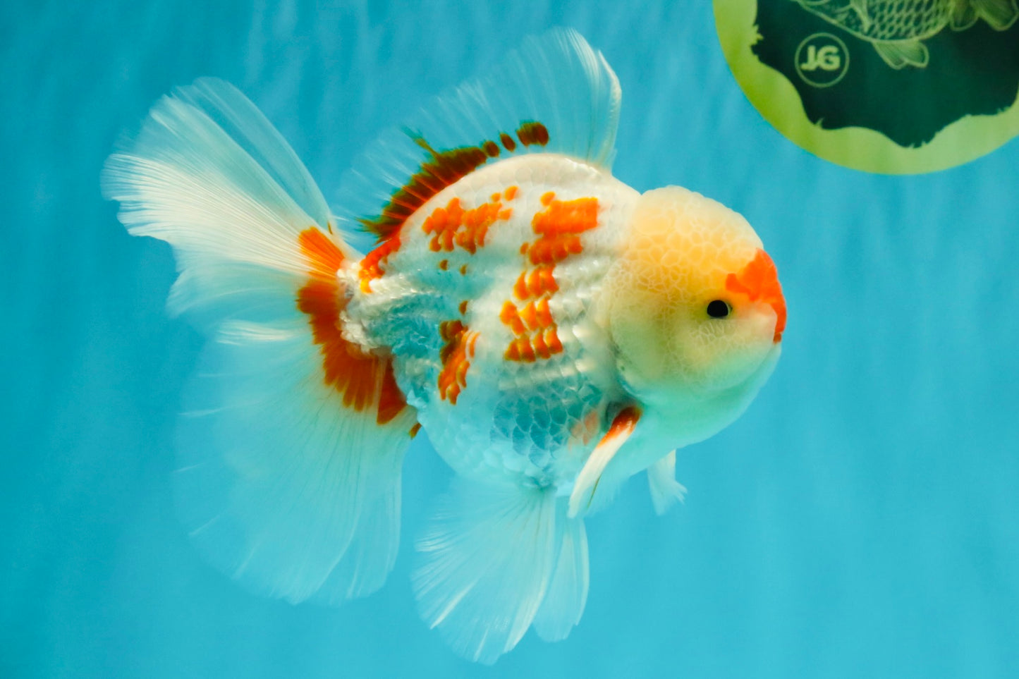 AAA Grade Red White Oranda Male 5.5-6 inches #072426OR_10