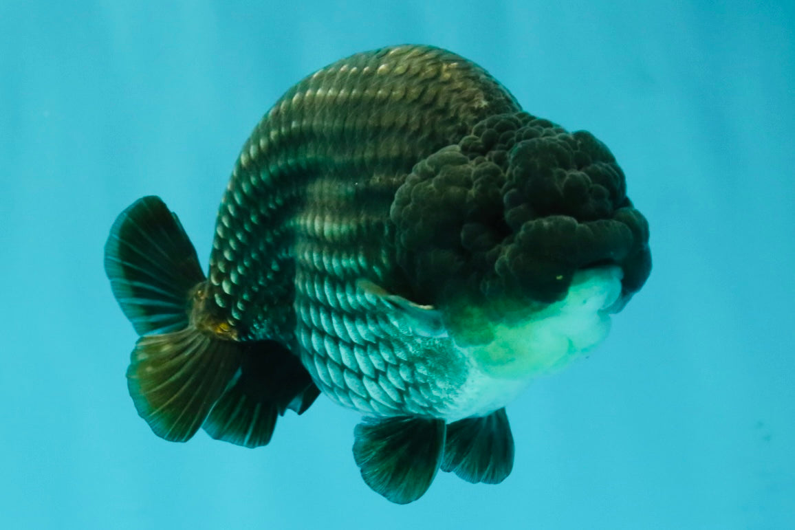 A Grade Blue Ranchu Male 5 inches #072426RC_36
