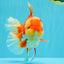 A Grade Godzilla Red White Oranda Male 7 inches #022726OR_12