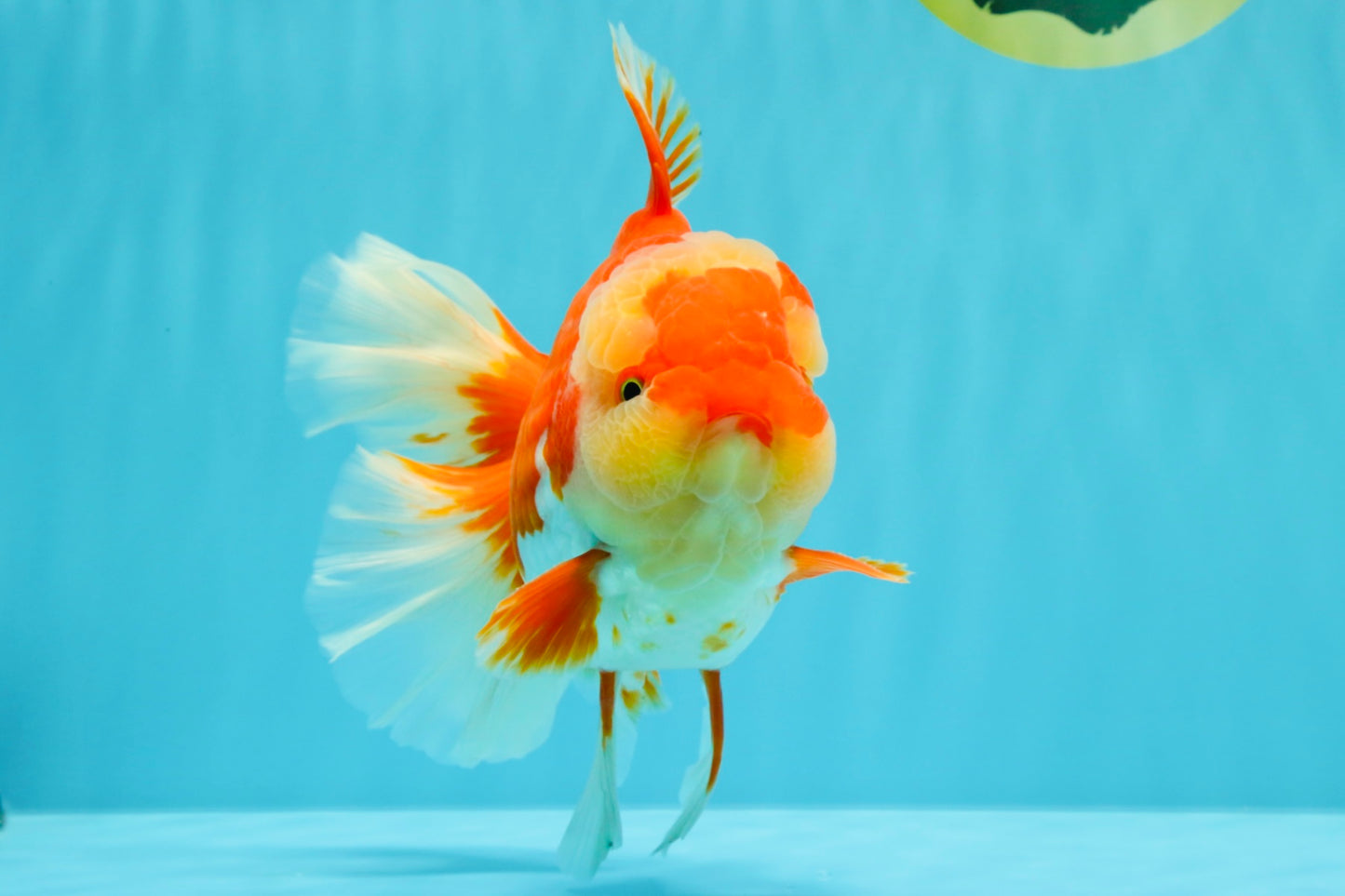 A Grade Godzilla Red White Oranda Male 7 inches #022726OR_12