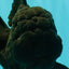 KING KONG AAA Grade Black Oranda Female 6.5-7 inches #100226OR_31