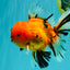CHUNKY AAA Grade Tiger Oranda Male 6.5 inches #071726OR_27