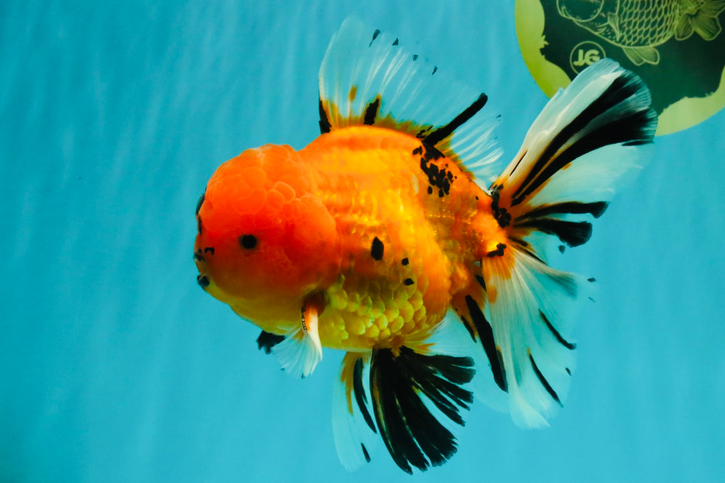 CHUNKY AAA Grade Tiger Oranda Male 6.5 inches #071726OR_27