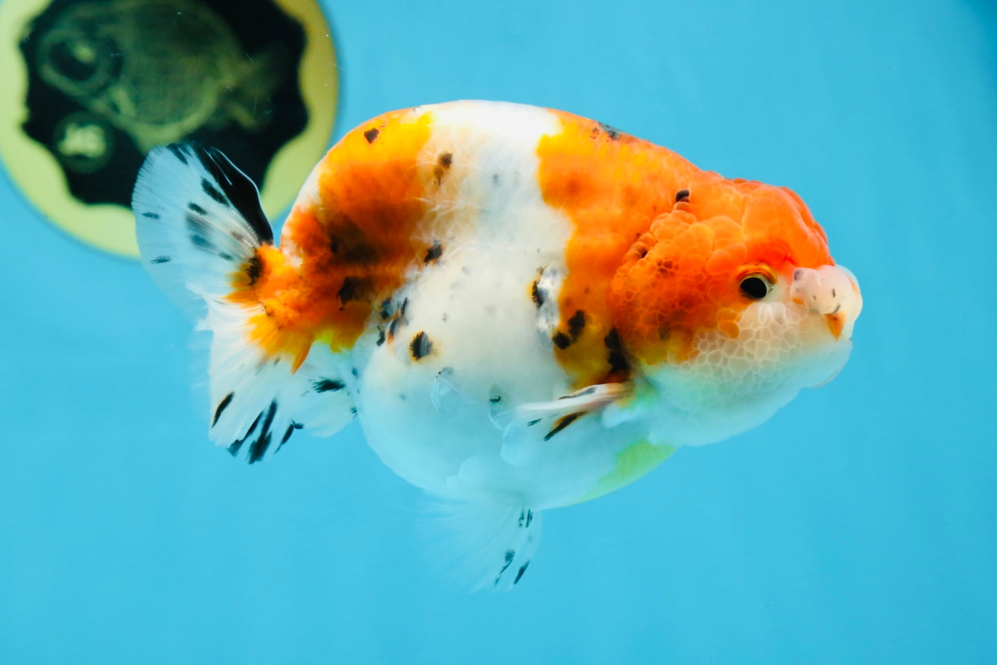 A Grade Freckled Chubby Calico LionKing 4.5 inches #062025LC_07