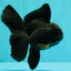 A Grade Black Oranda Male 5 inches #102326OR_13