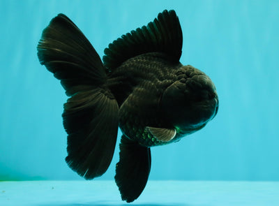A Grade Black Oranda Male 5 inches #102326OR_13