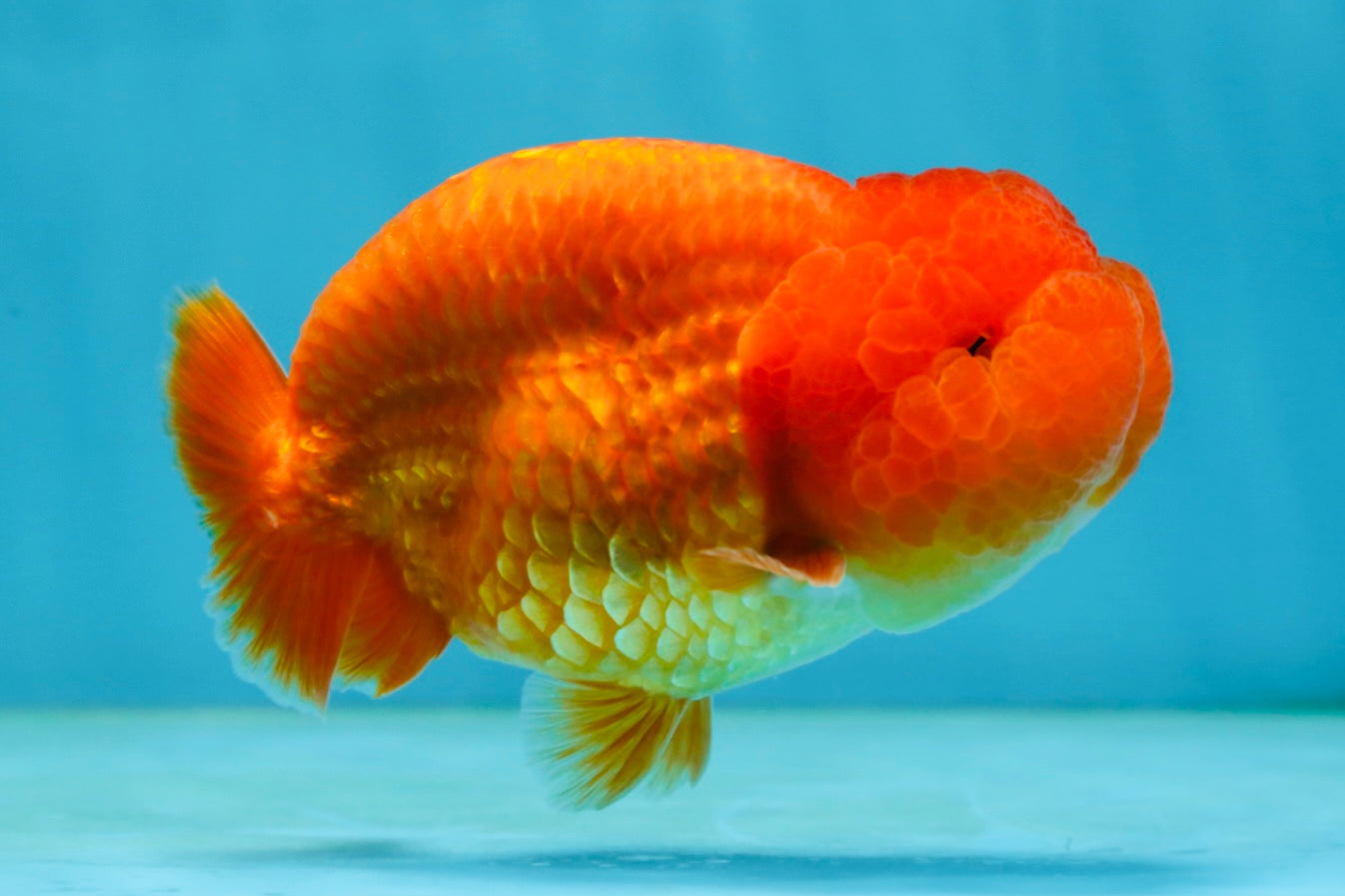 A Grade Solid Red LionKing 4 inches #062725LC_01