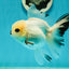 A Grade Panda Black Nose Button Eyes Oranda Female 5 inches #111524OR_19