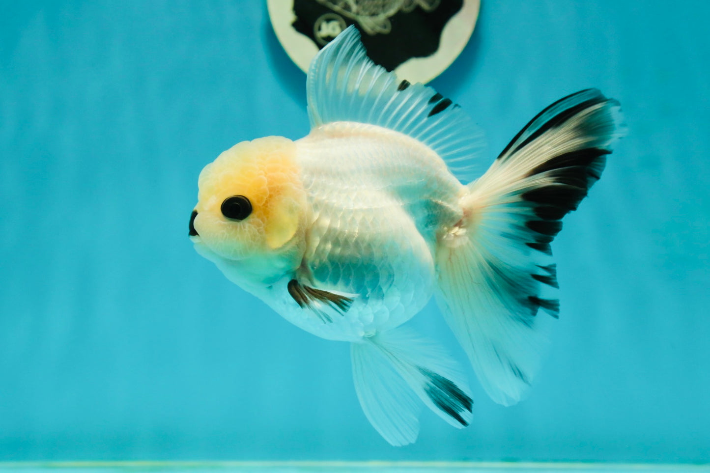 A Grade Panda Black Nose Button Eyes Oranda Female 5 inches #111524OR_19