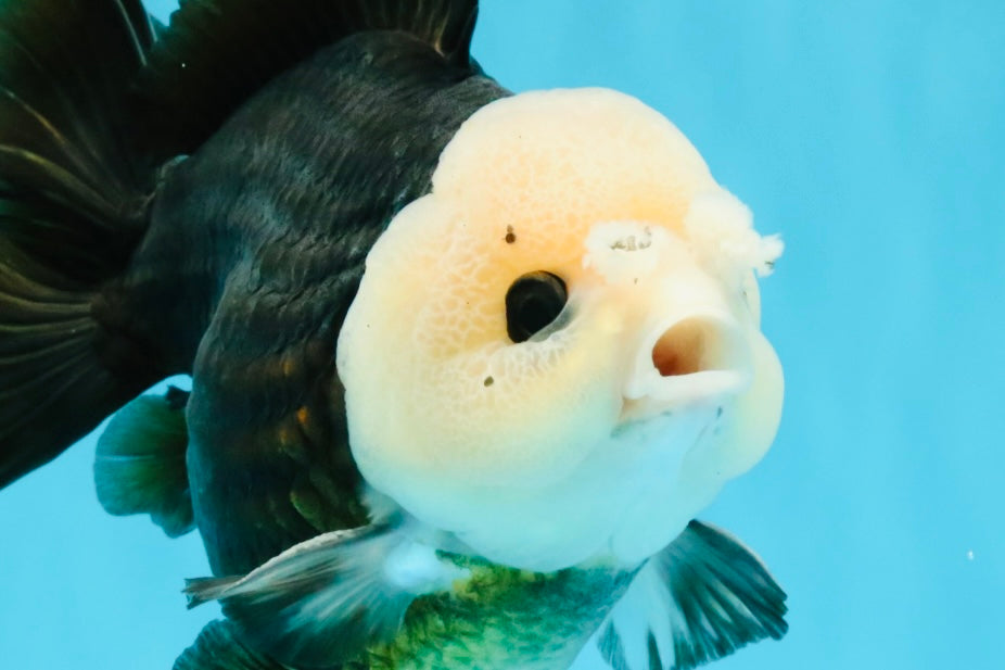 Pompom Panda Button Eyes Yuanbao Male 5-5.5 inches #040326YB_04