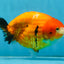 A Grade Chinese Sakura Ranchu Female 5.5 inches #101725RC_14