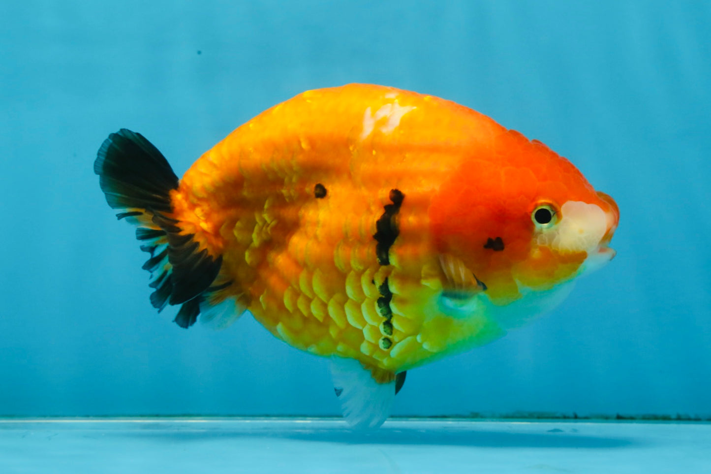 A Grade Chinese Sakura Ranchu Female 5.5 inches #101725RC_14