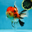 AAA Grade BEAUTY Tricolor Sakura Oranda Female 6 inches #082225OR_06