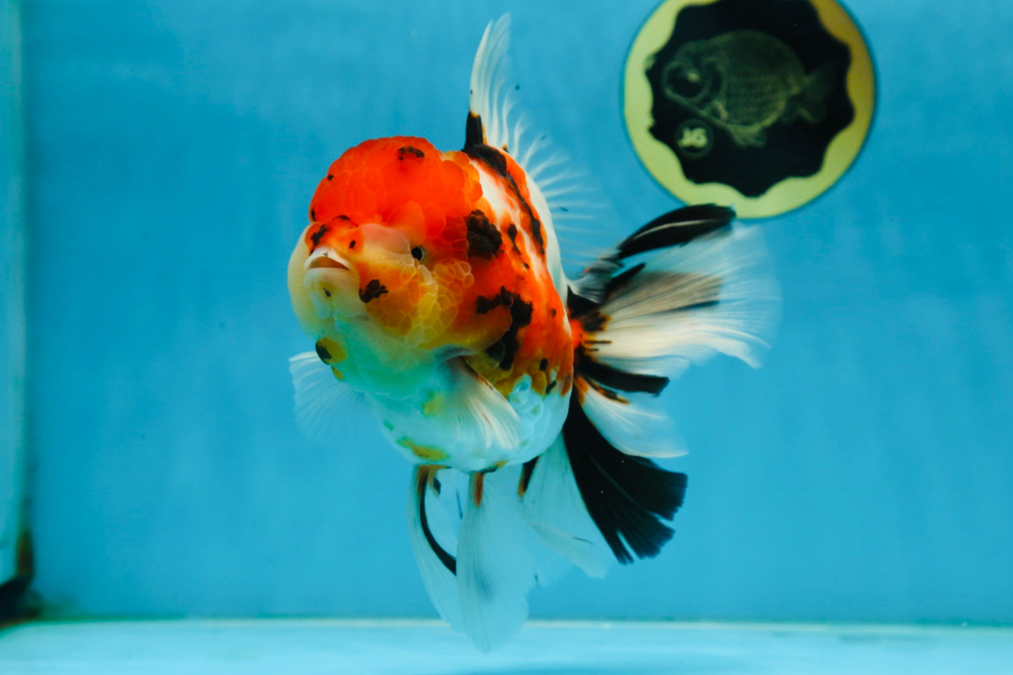 AAA Grade BEAUTY Tricolor Sakura Oranda Female 6 inches #082225OR_06