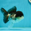 A Grade Panda Oranda Female 5 inches #1004OR_35