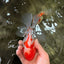 A Grade Kohaku Red White Oranda Male 5.5-6 inches #082126OR_02