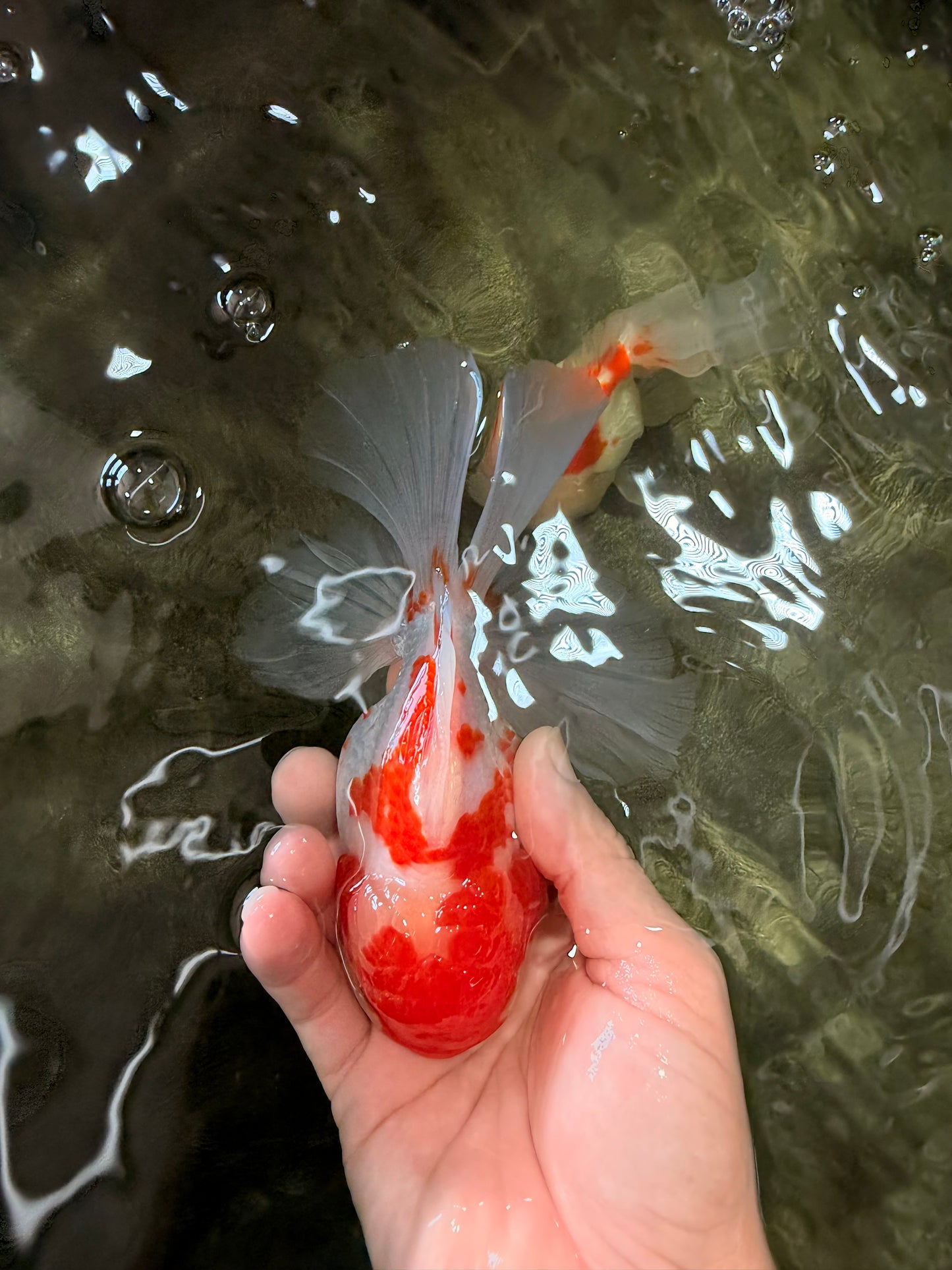 A Grade Kohaku Red White Oranda Male 5.5-6 inches #082126OR_02