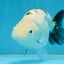 White Sakura Chinese Ranchu Female 4.5-5 inches #112825RC_13