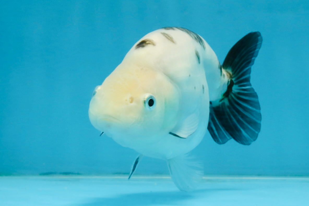 White Sakura Chinese Ranchu Female 4.5-5 inches #112825RC_13