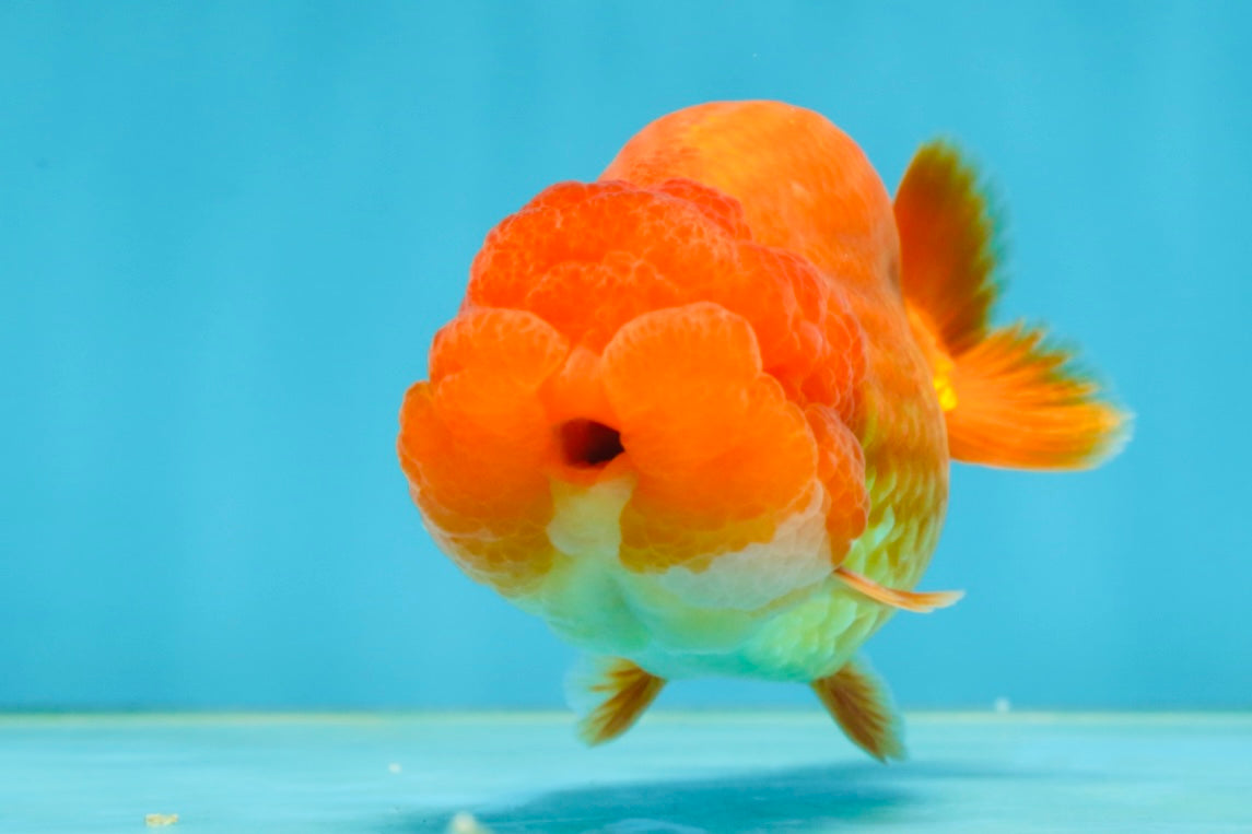 A Grade Solid Red LionKing 4 inches #062725LC_01