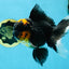 A Grade Lava Head Tricolor Oranda Male 5.5-6 inches #052325OR_08