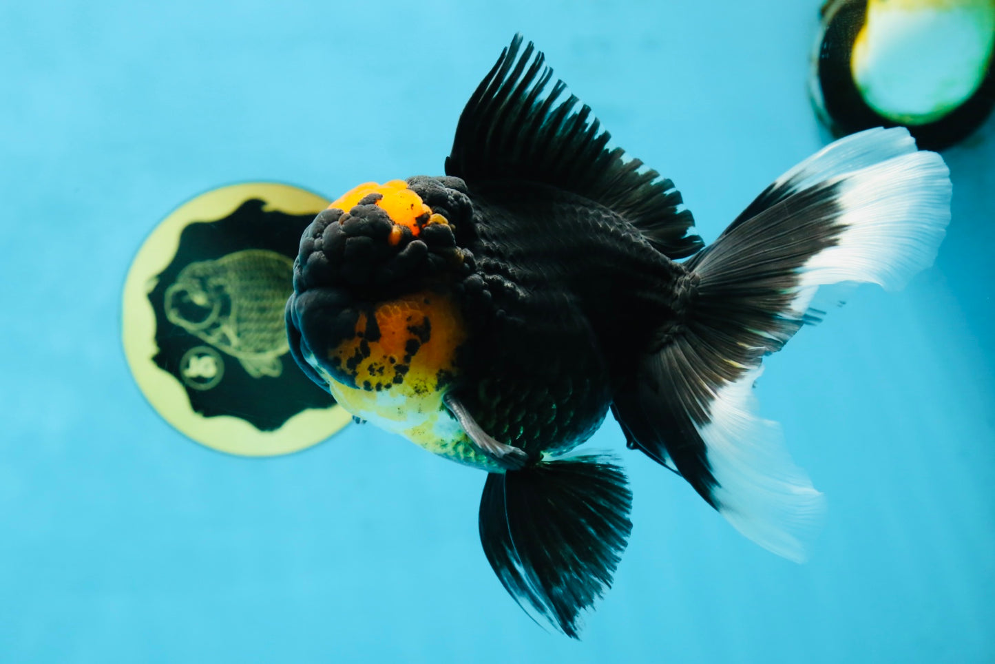 A Grade Lava Head Tricolor Oranda Male 5.5-6 inches #052325OR_08