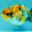 CHUBBY AAA Grade Chonky Special Tricolor Tiger LionQueen Female 4-4.5 inches #061926LC_12