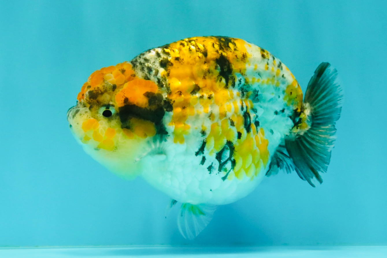 CHUBBY AAA Grade Chonky Special Tricolor Tiger LionQueen Female 4-4.5 inches #061926LC_12