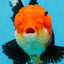 AAA Grade Tricolor Oranda Female 5 inches #0830OR_07