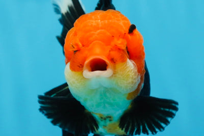 AAA Grade Tricolor Oranda Female 5 inches #0830OR_07