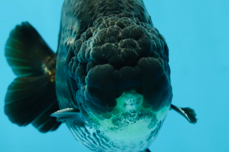 AAA Grade Black Ranchu Male 4.5-5 inches #052325RC_17