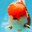 AAA Grade Godzilla Sakura Oranda Male 5.5 inches #080125OR_10