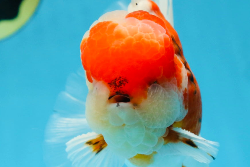 AAA Grade Godzilla Sakura Oranda Male 5.5 inches #080125OR_10