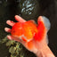 A Grade Red White Oranda Male 5.5-6 inches #041726OR_13