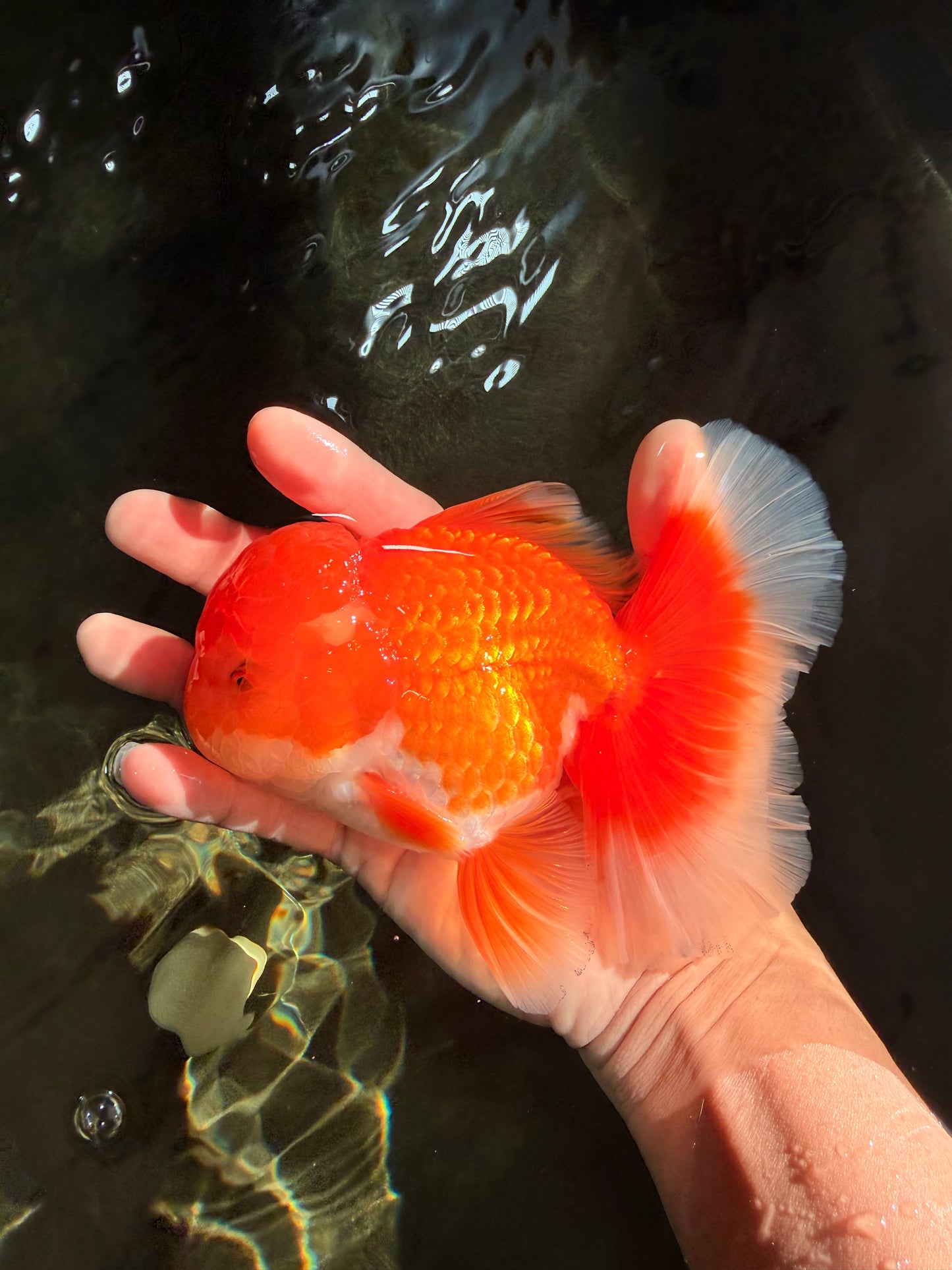A Grade Red White Oranda Male 5.5-6 inches #041726OR_13