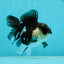 White Cheeks Panda Oranda Female 3-3.5 inches #1011OR_29