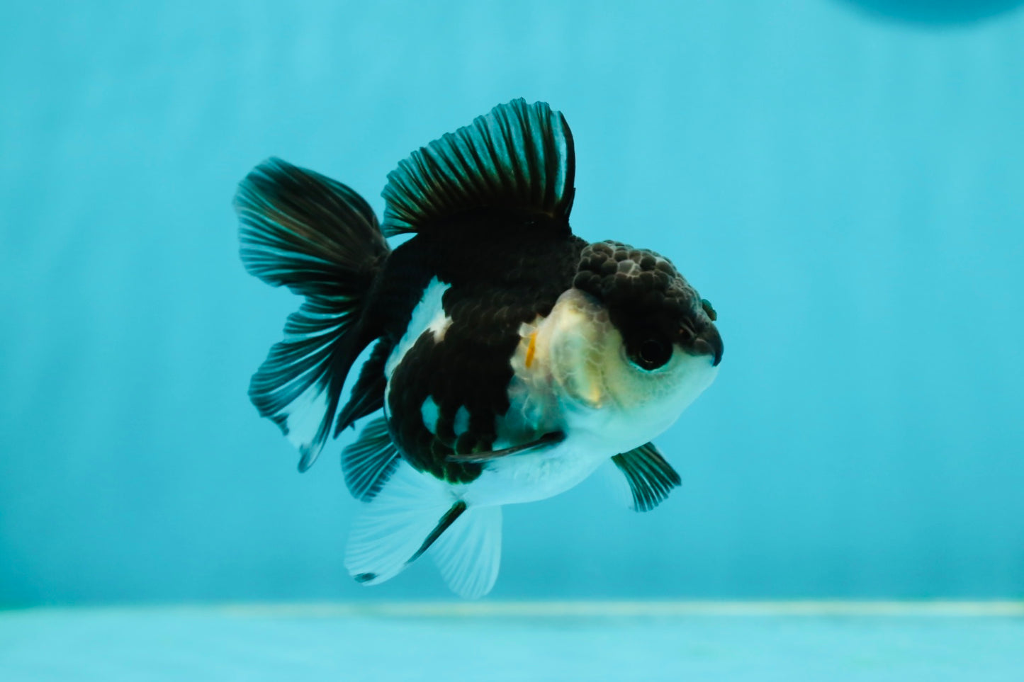 White Cheeks Panda Oranda Female 3-3.5 inches #1011OR_29