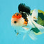 A Grade Tricolor Oranda Male 5 inches #041726OR_14