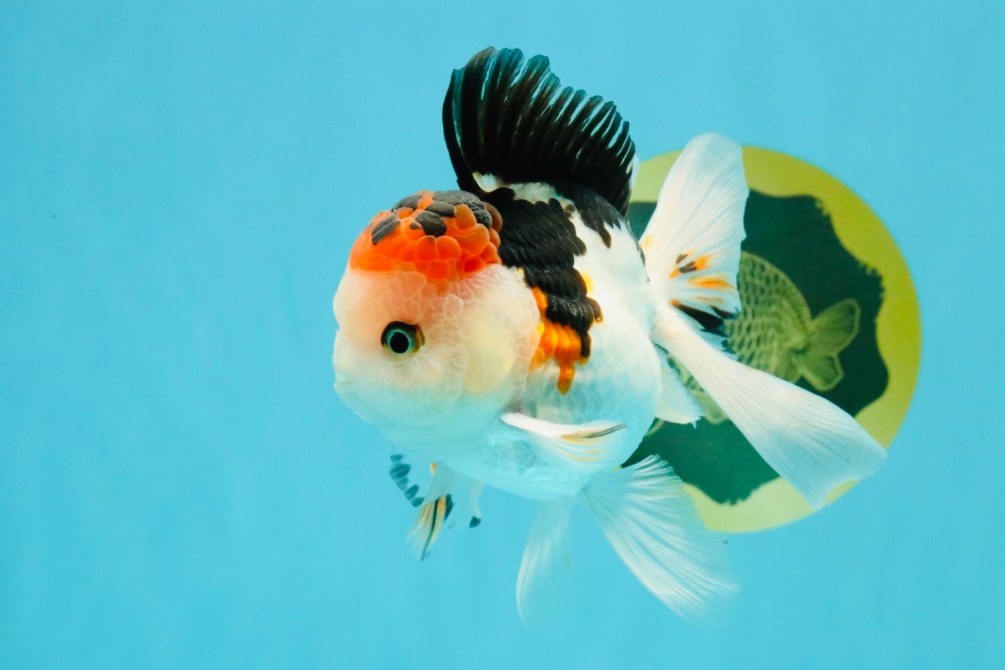 A Grade Tricolor Oranda Male 5 inches #041726OR_14