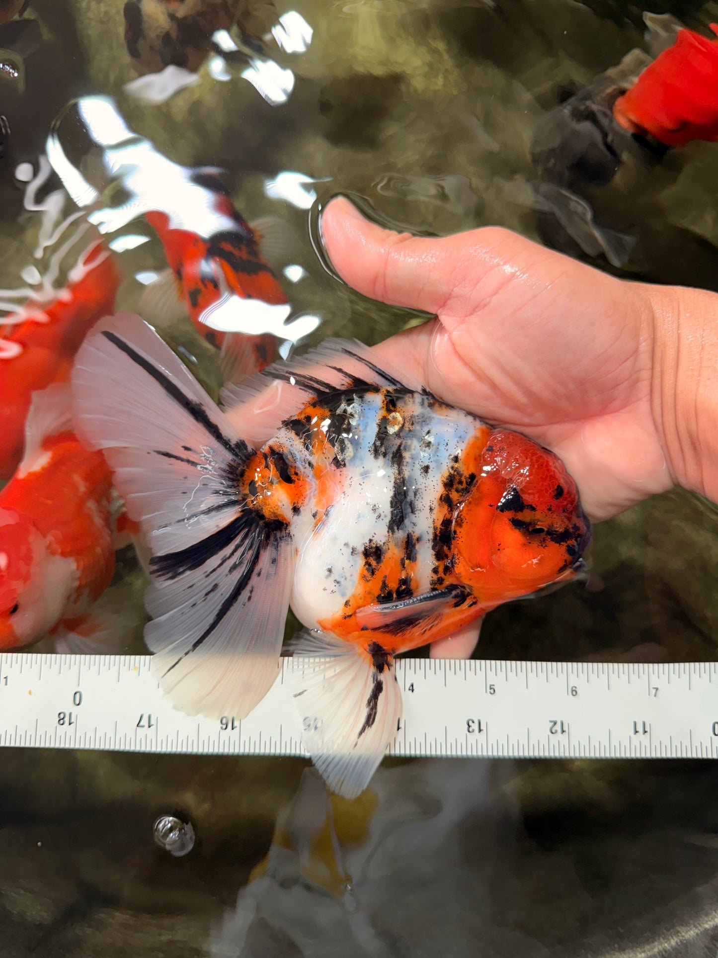 CHUNKY AAA Grade Calico Oranda Male 6-6.5 inches #070626OR_17