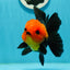 Grumpy 😡 A Grade Red Head Button Eyes Oranda Male 4.5-5 inches #1004OR_38