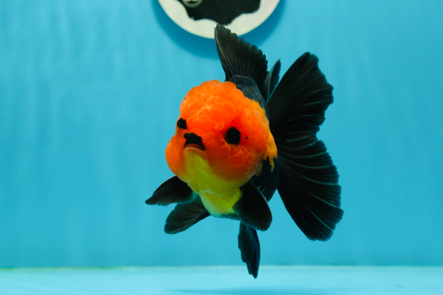 Grumpy 😡 A Grade Red Head Button Eyes Oranda Male 4.5-5 inches #1004OR_38