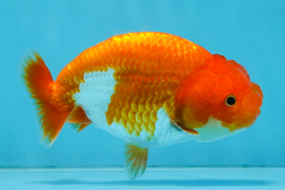 A Grade Red White LionQueen 4 inches #112825LC_07