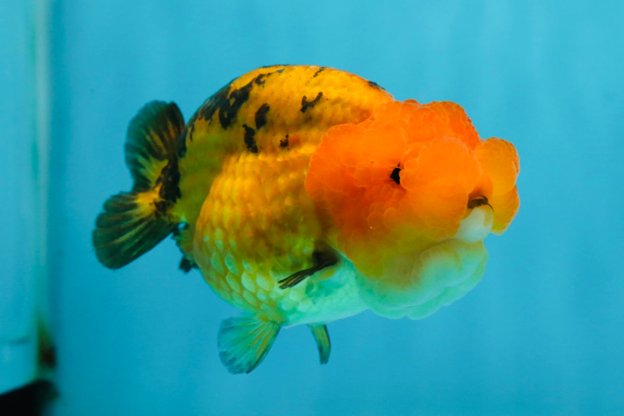 Adorable A Grade Super Cute Apache LionQueen 4 inches #050225LC_14